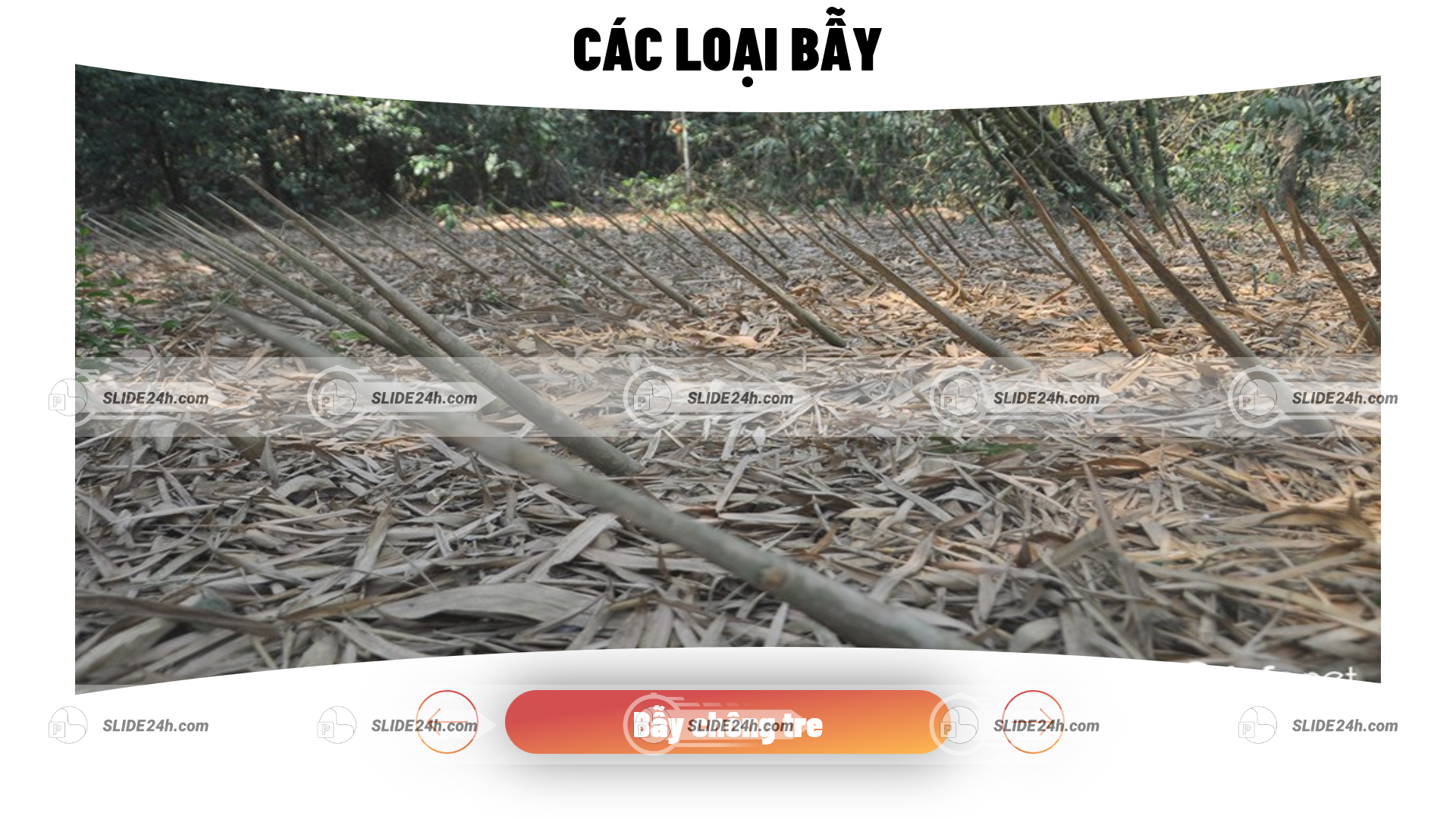 các loại bẫy trong địa đạo củ chi được ngụy trang bằng tre nứa thể hiện chiến thuật chiến tranh du kích