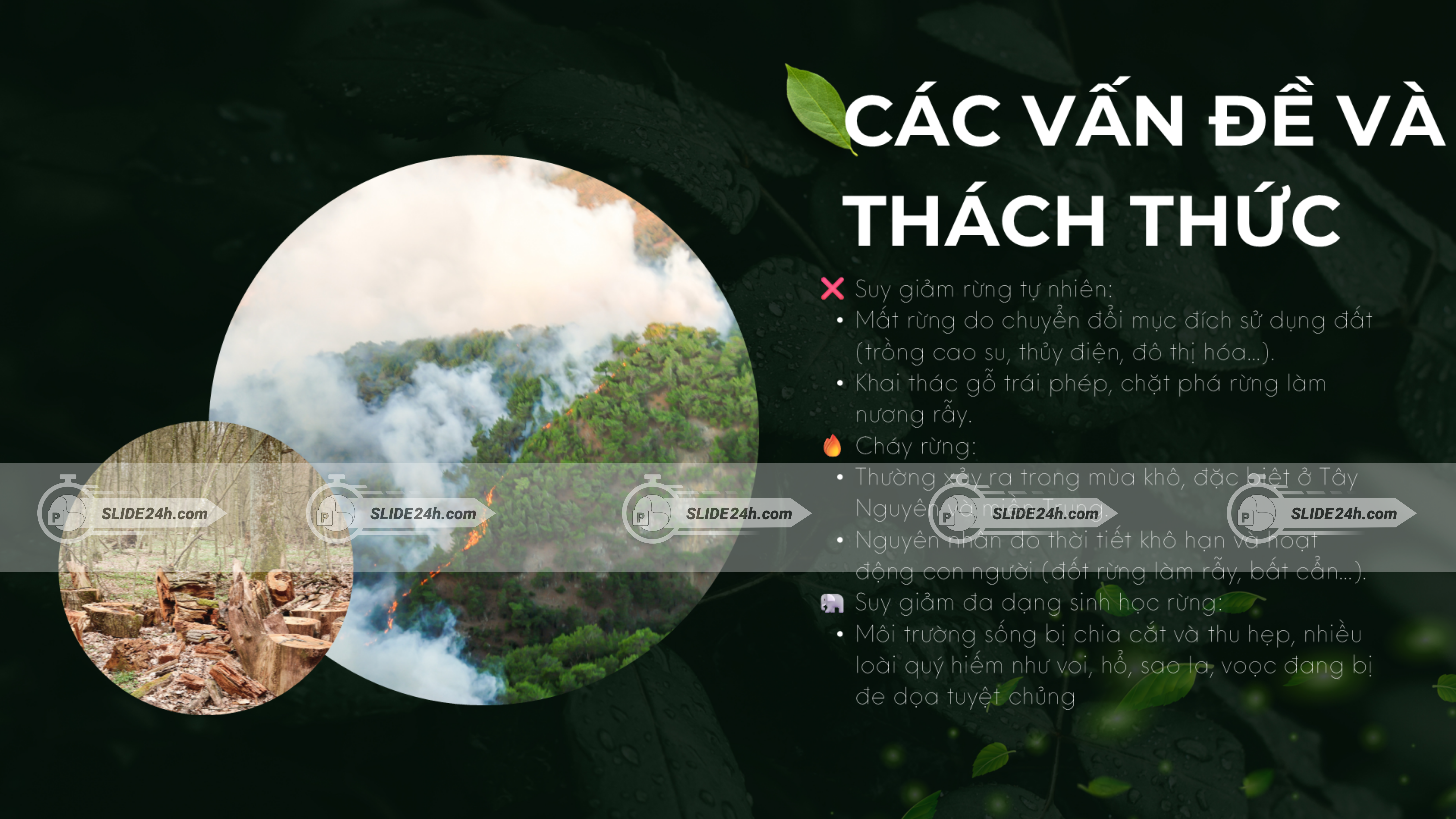 Các vấn đề và thách thức khi sử dụng tài nguyên rừng