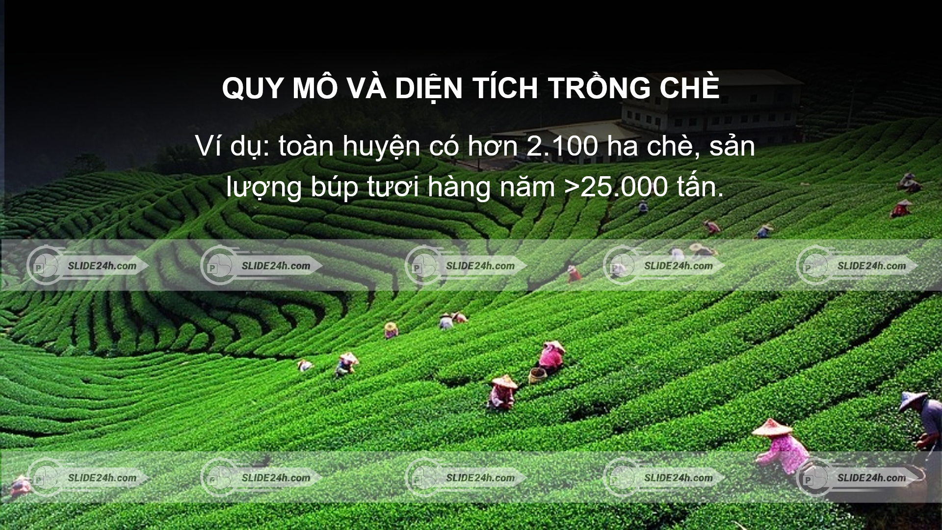 diện tích trồng chè Mộc Châu