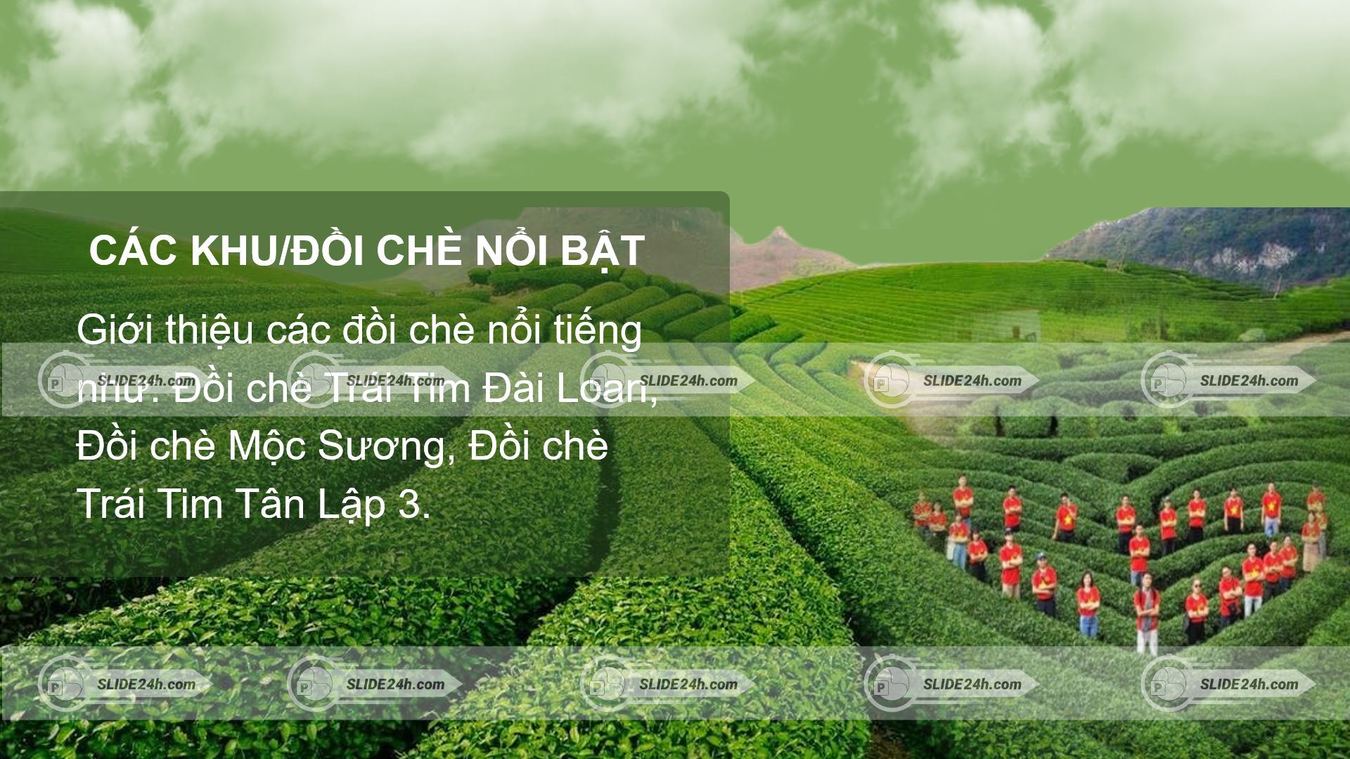 đồi chè nổi tiếng ở Mộc Châu