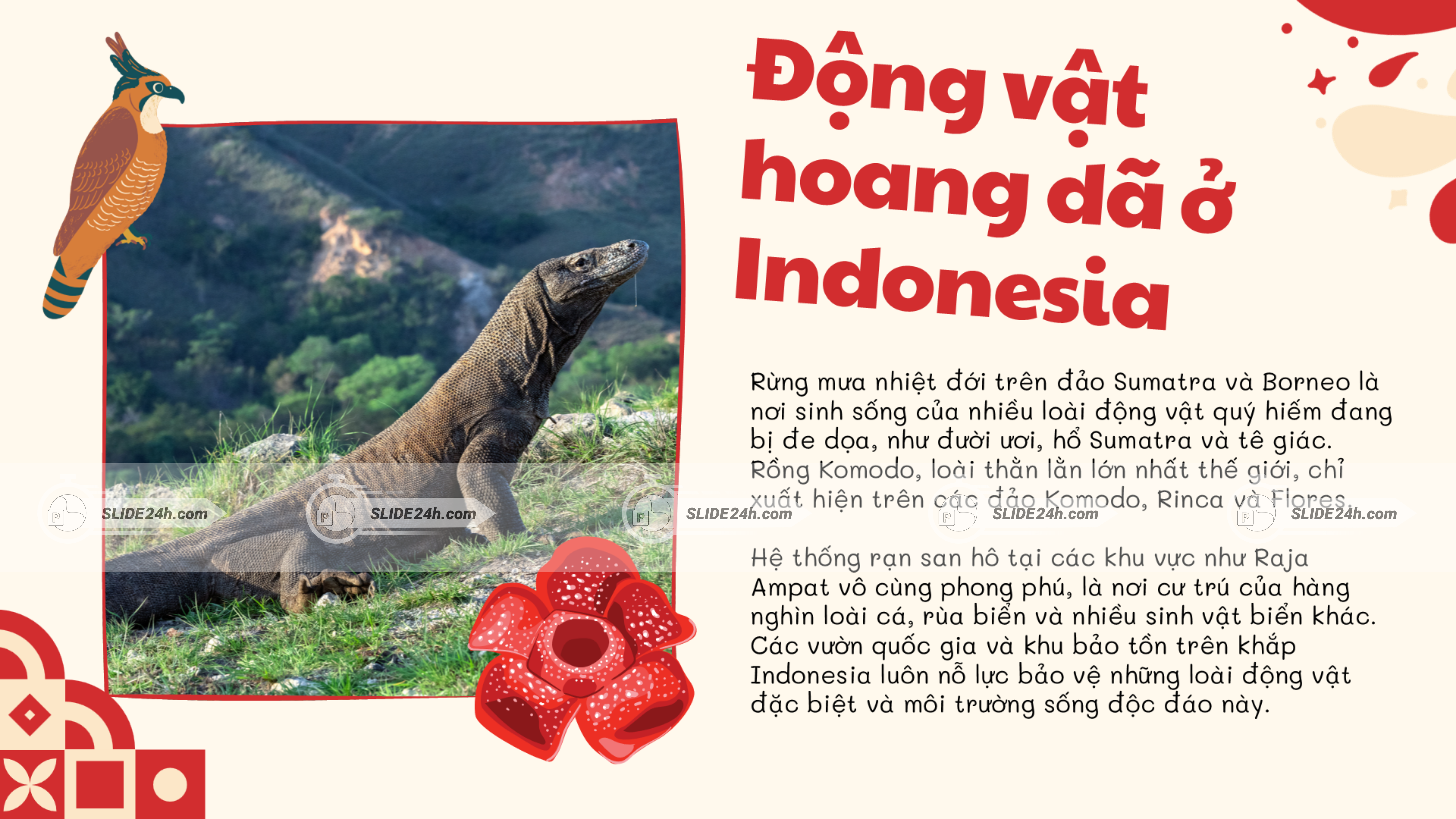 động vật hoang dã tại indonesia