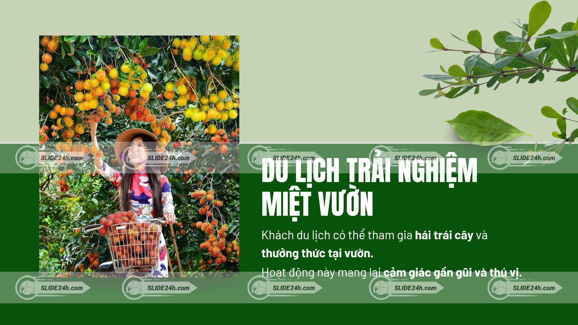 du lịch miệt vườn xã tân phú bến tre hái chôm chôm tại vườn