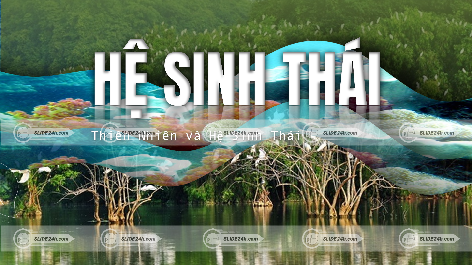 hệ sinh thái Cù Lao Chàm