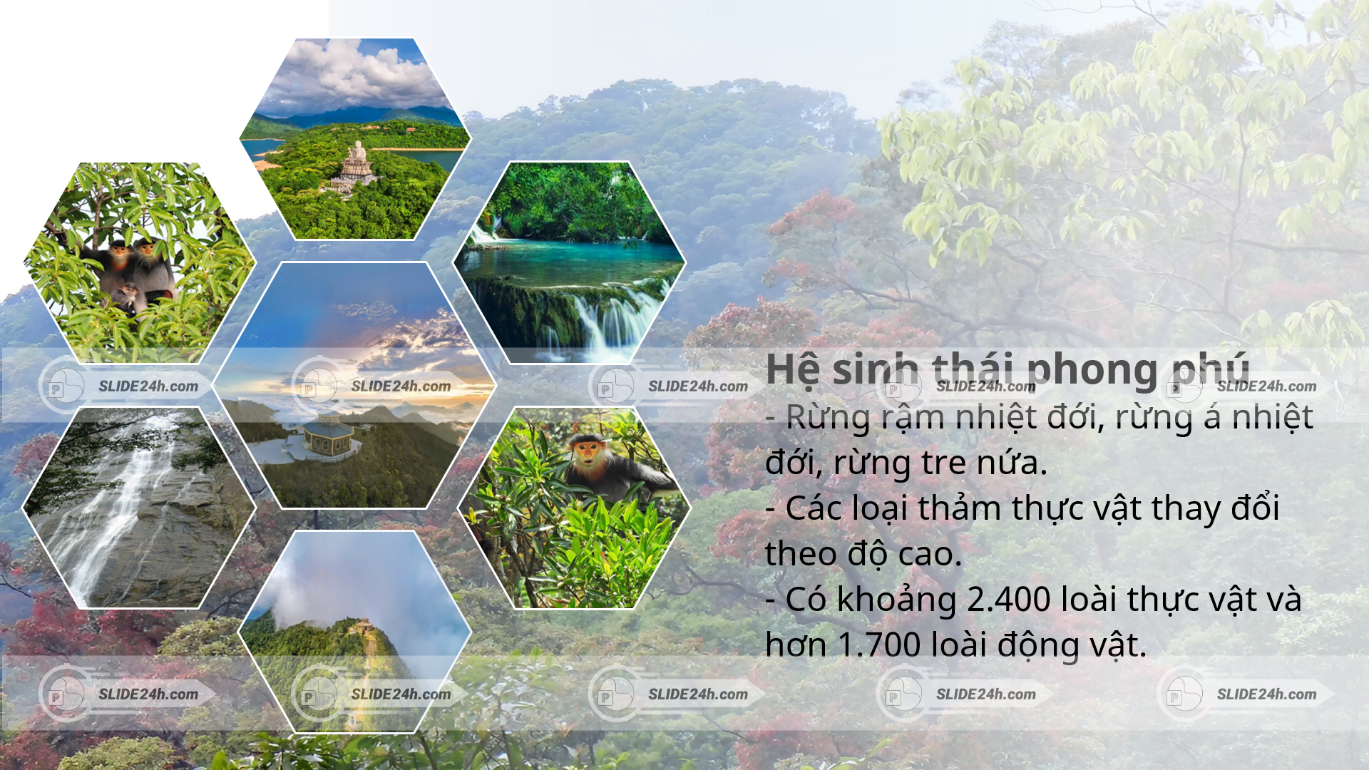 hệ sinh thái đa dạng tại VQG Bạch Mã