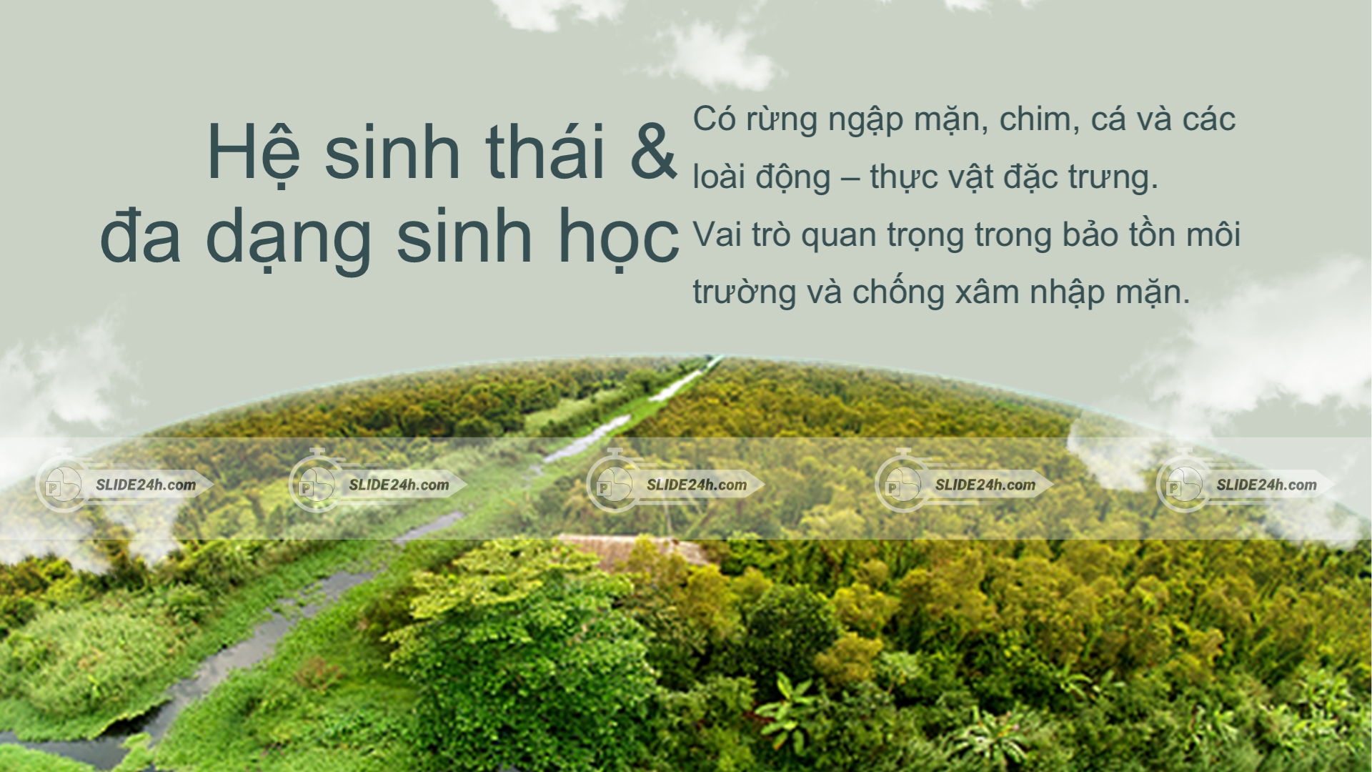 hệ sinh thái mũi cà mau