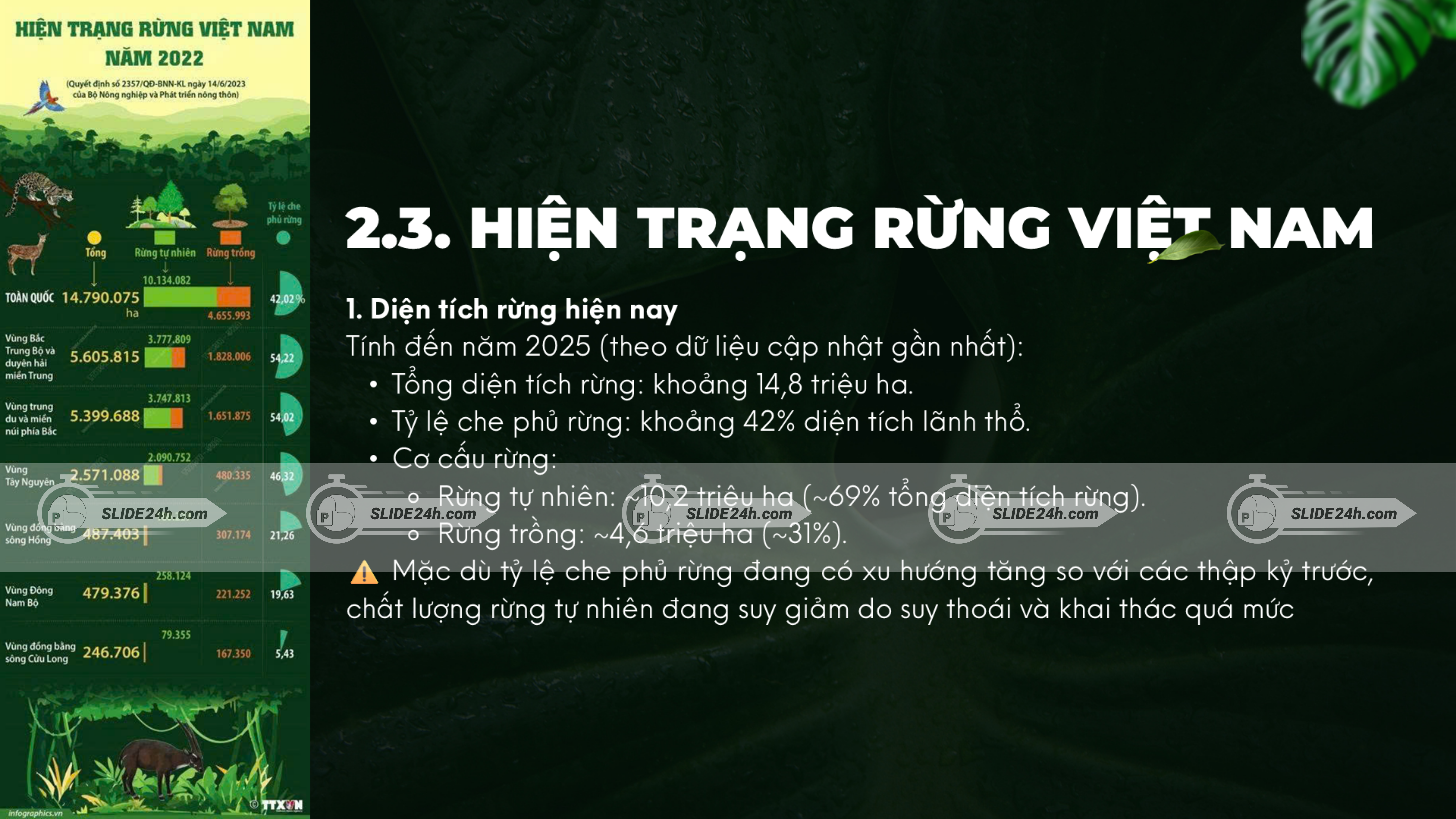 Hiện trạng rừng Việt Nam năm 2025